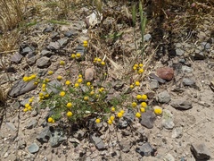 Oncosiphon pilulifer