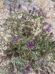 Astragalus lentiginosus