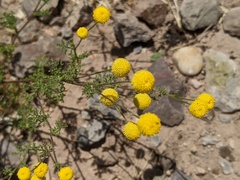 Oncosiphon pilulifer