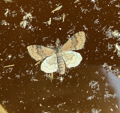 Epirrhoe plebeculata