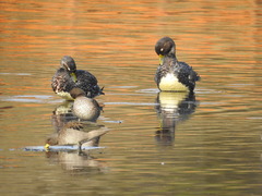 Tachyeres patachonicus