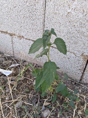 Lantana