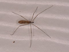 Amphineurus