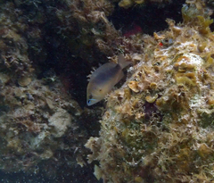 Hypoplectrus randallorum