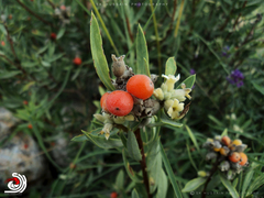 Daphne mucronata mucronata