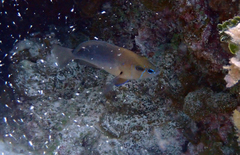 Hypoplectrus randallorum