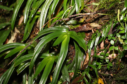 Image of Sarcochilus fitzgeraldii by (c) Greg Tasney, some rights reserved (CC BY-SA)