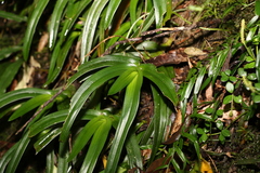 Sarcochilus fitzgeraldii