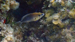 Hypoplectrus randallorum