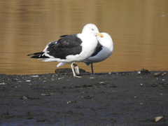 Larus dominicanus