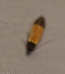 Anacampsis coverdalella
