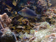 Hypoplectrus randallorum