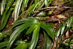 Sarcochilus fitzgeraldii