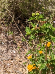 Hylephila phyleus