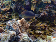 Hypoplectrus randallorum
