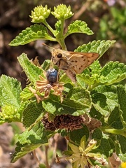 Hylephila phyleus