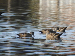 Lophonetta specularioides