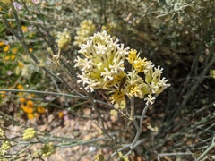 Zelus renardii