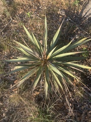 Yucca pallida