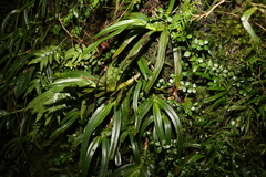 Sarcochilus fitzgeraldii
