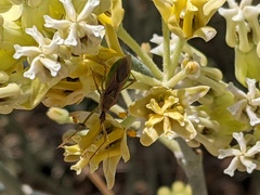Zelus renardii