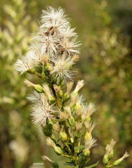 Baccharis coridifolia