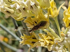 Zelus renardii