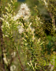 Baccharis coridifolia