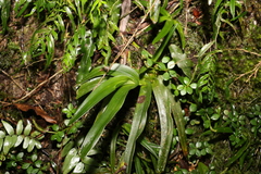 Sarcochilus fitzgeraldii