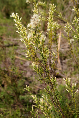 Baccharis coridifolia