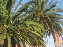 Phoenix canariensis