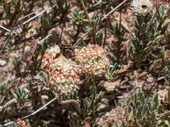 Diptera