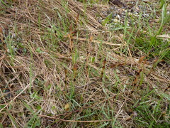 Equisetum arvense image