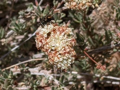 Diptera