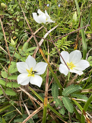 Sabatia campestris