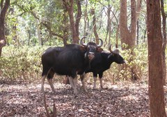 Bos gaurus