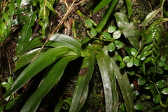 Sarcochilus fitzgeraldii