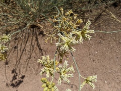 Zelus renardii