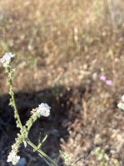 Cryptantha