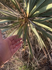 Yucca pallida