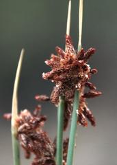 Afroscirpoides dioeca