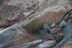 Afroscirpoides dioeca