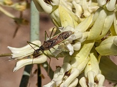 Zelus renardii