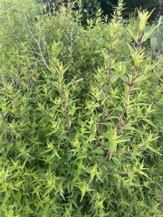Anisacanthus