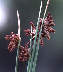 Afroscirpoides dioeca