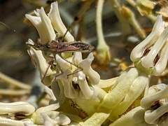 Zelus renardii
