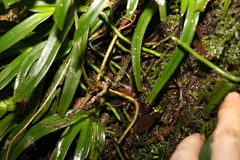 Sarcochilus fitzgeraldii