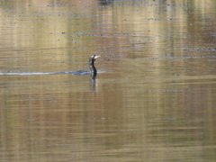 Nannopterum brasilianum