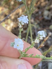 Cryptantha