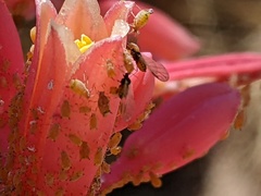 Aphididae
